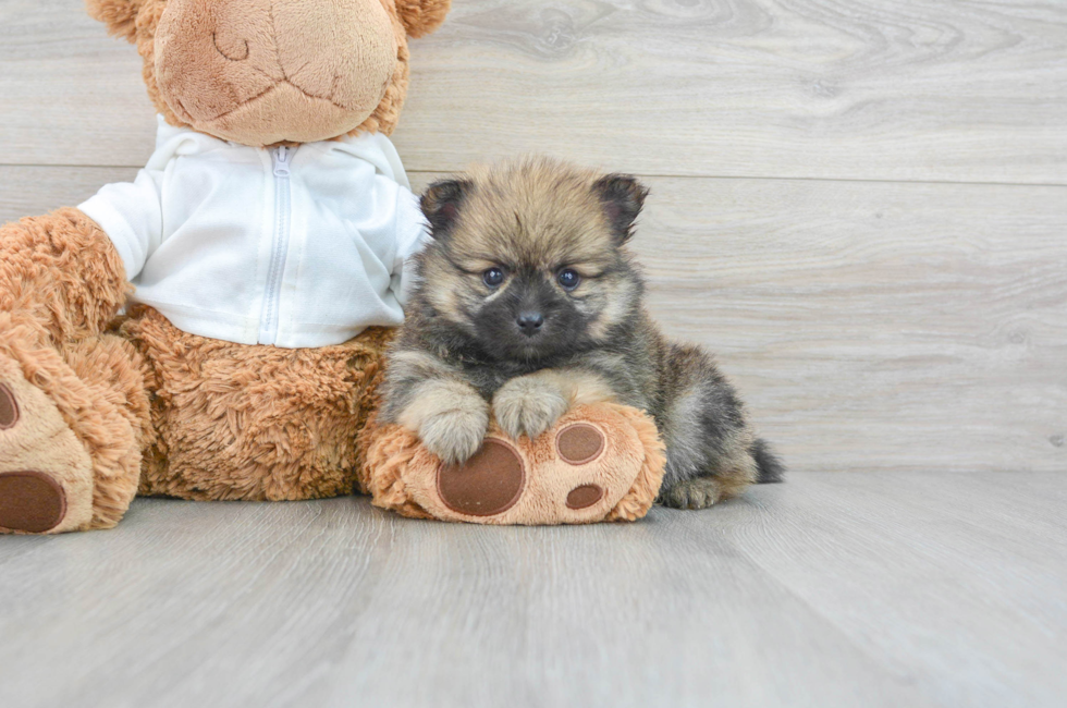 5 week old Pomeranian Puppy For Sale - Premier Pups