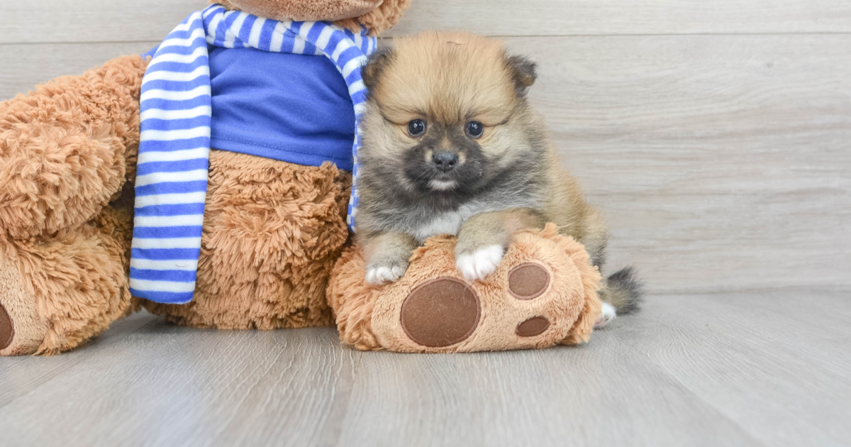 Popular Pomeranian Dessa 1lb 13oz Purebred Puppy