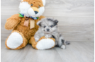 Meet Dessa - our Pomeranian Puppy Photo 1/3 - Premier Pups