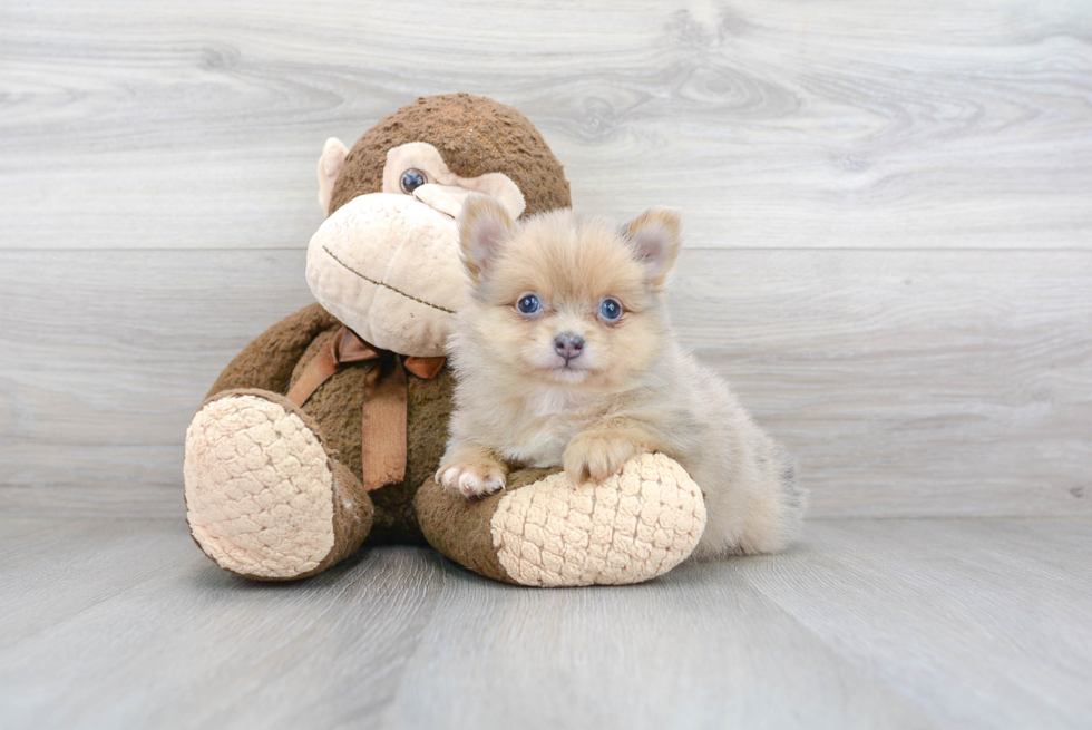 Meet Dotty - our Pomeranian Puppy Photo 1/3 - Premier Pups