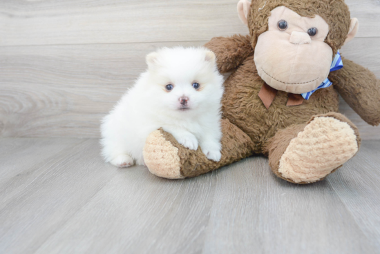 Hypoallergenic Pomeranian Purebred Pup