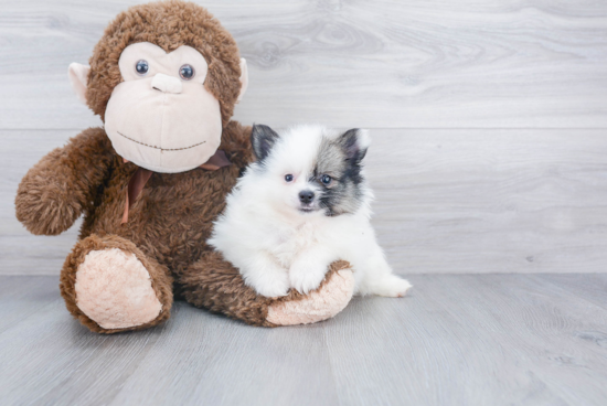 Little Pomeranian Purebred Pup