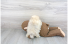 Meet Drake - our Pomeranian Puppy Photo 3/3 - Premier Pups