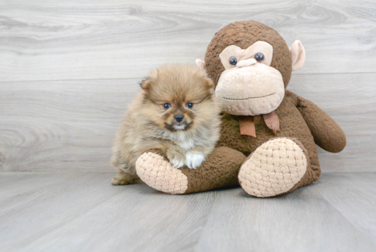 Playful Pomeranian Baby