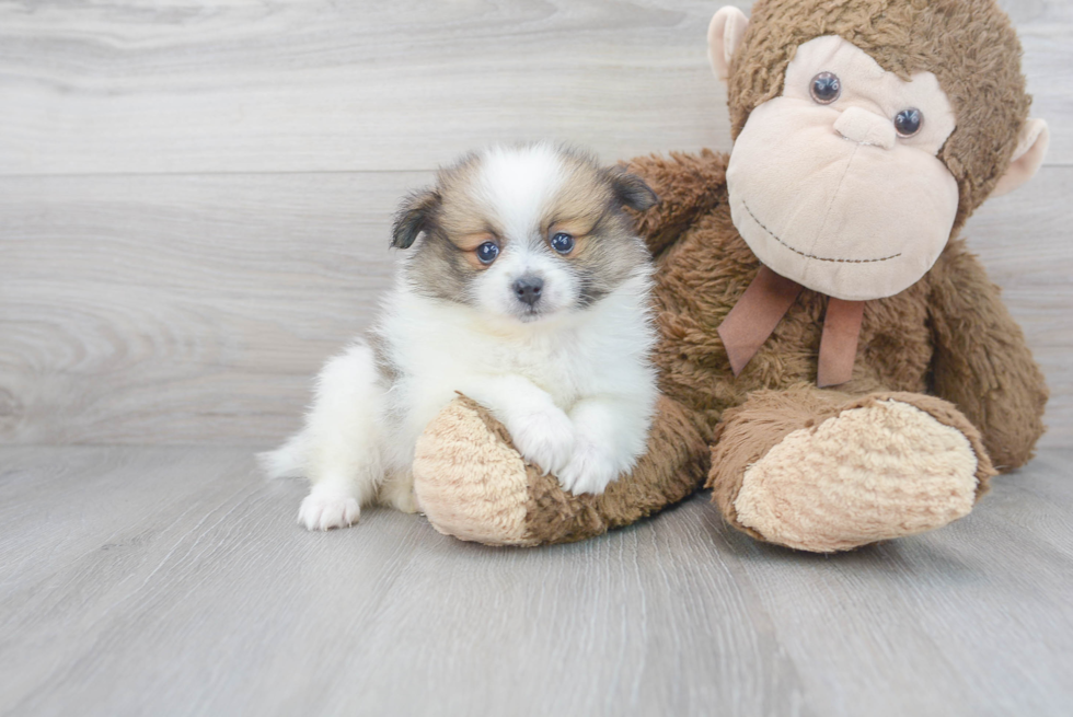 Meet Drake - our Pomeranian Puppy Photo 2/3 - Premier Pups