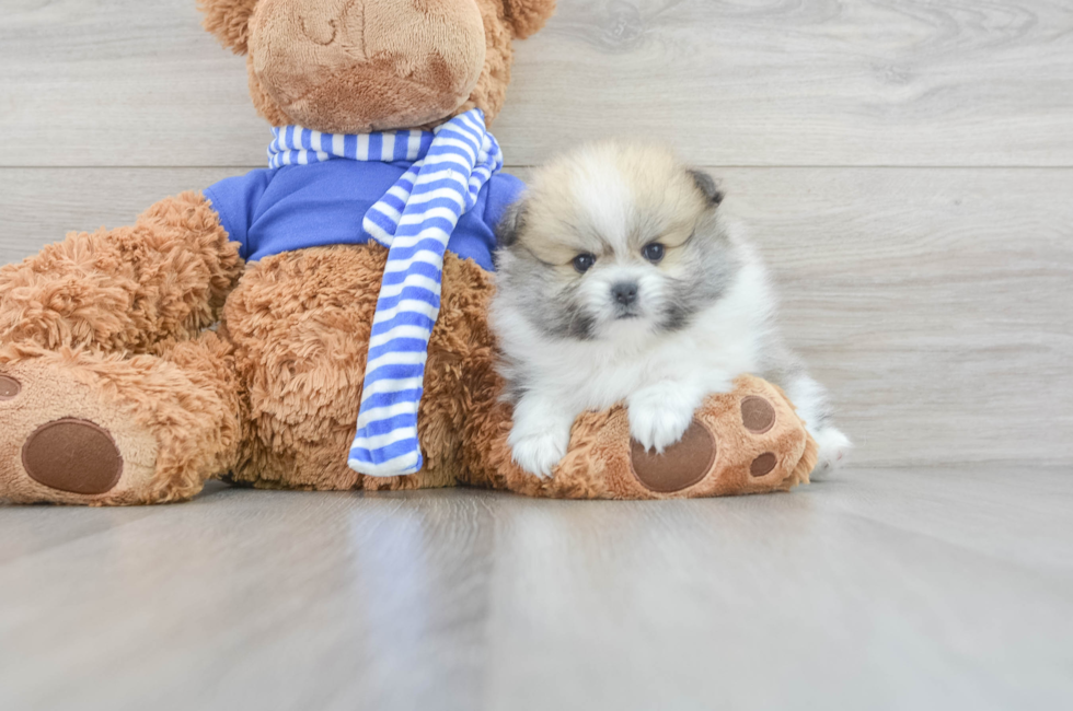 7 week old Pomeranian Puppy For Sale - Premier Pups