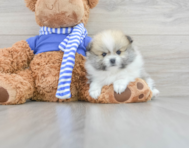9 week old Pomeranian Puppy For Sale - Premier Pups