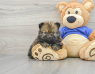 7 week old Pomeranian Puppy For Sale - Premier Pups