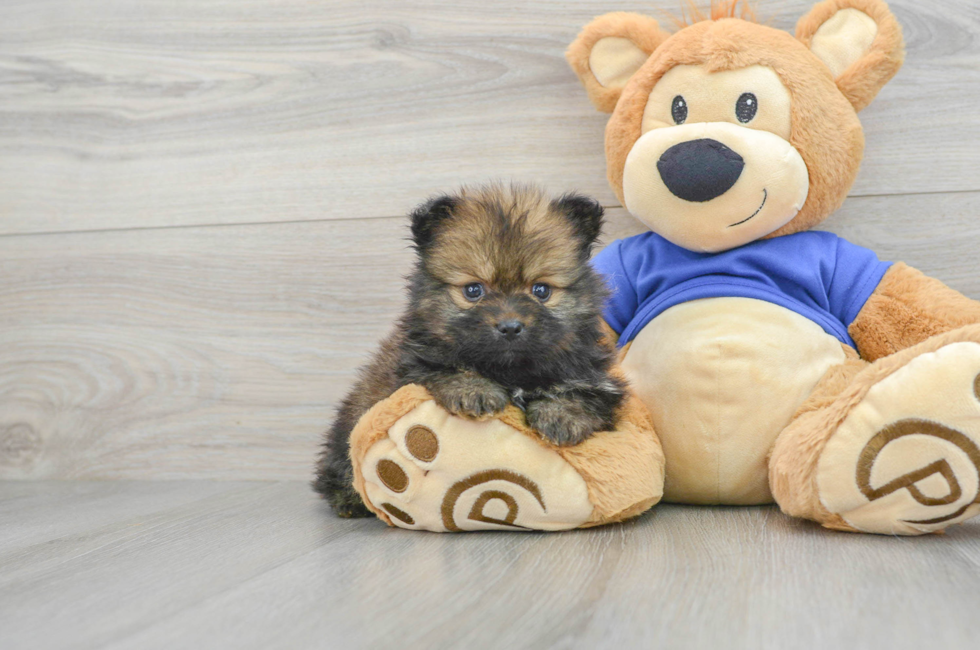 6 week old Pomeranian Puppy For Sale - Premier Pups