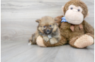 Meet Falco - our Pomeranian Puppy Photo 2/3 - Premier Pups
