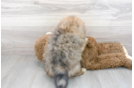 Meet Falco - our Pomeranian Puppy Photo 3/3 - Premier Pups