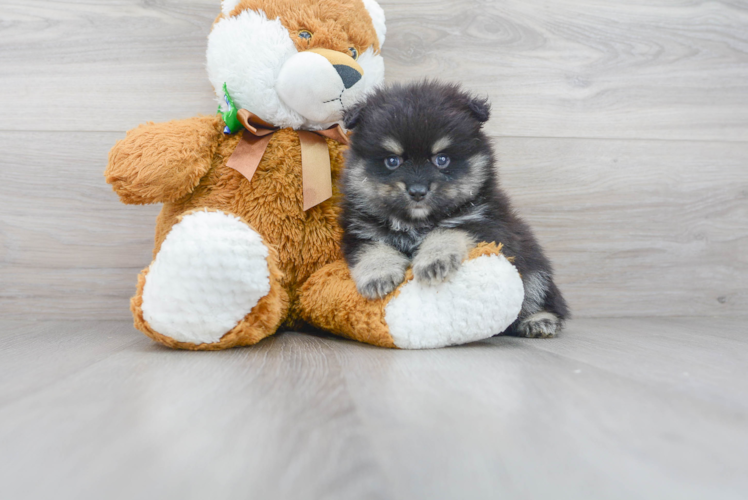 Meet Falco - our Pomeranian Puppy Photo 1/3 - Premier Pups