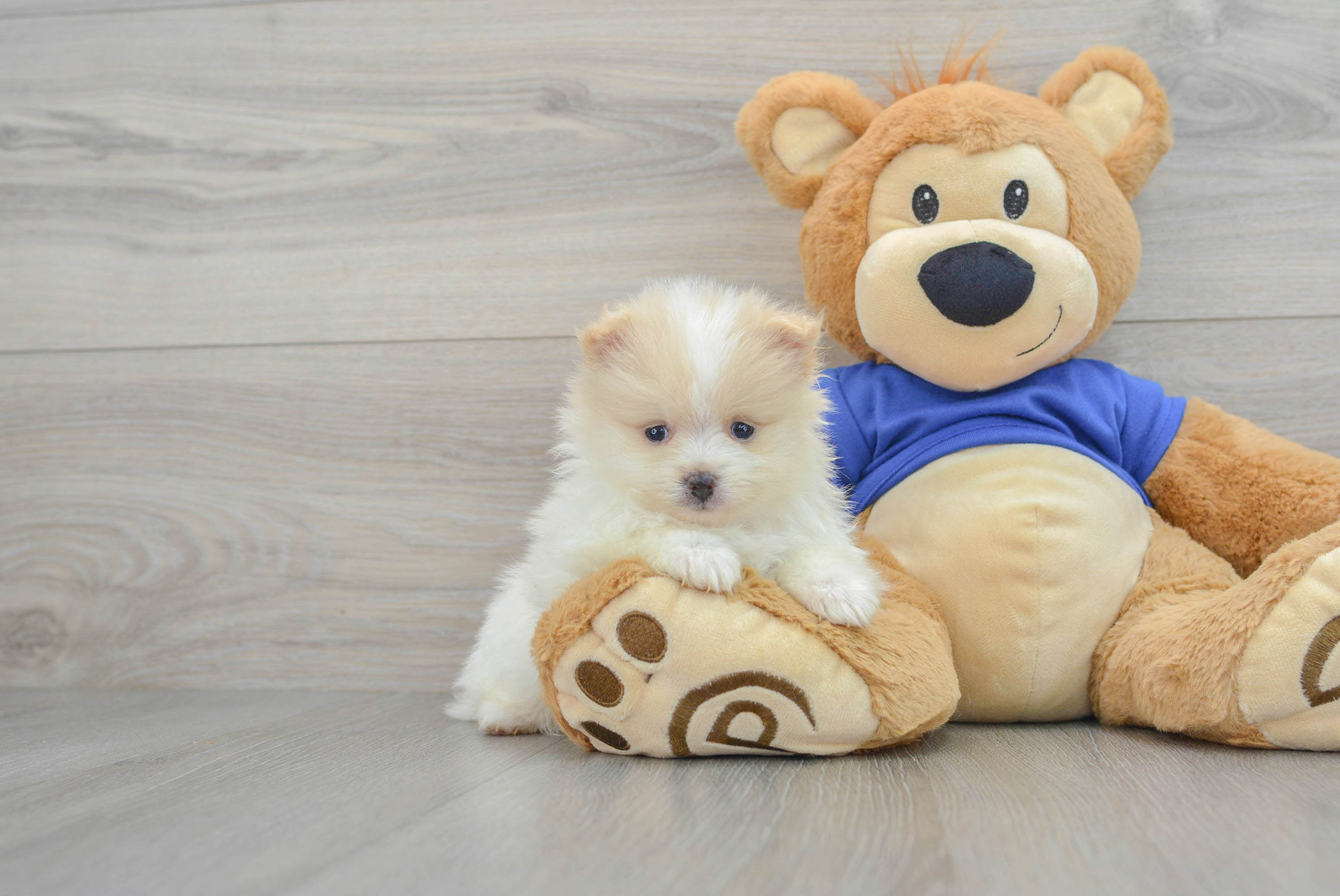 Teddy bear hotsell pomeranian puppies