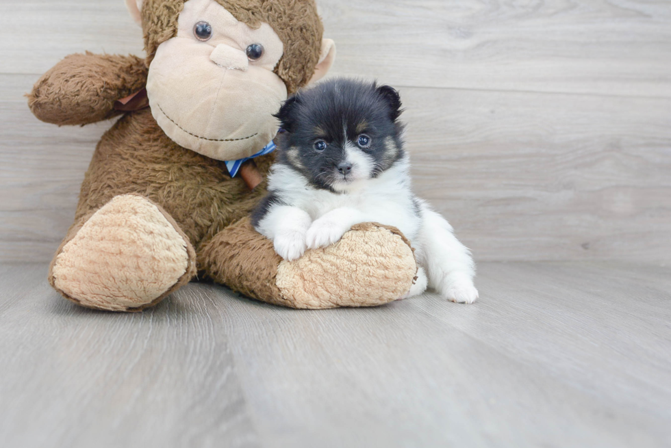 Meet Fantasia - our Pomeranian Puppy Photo 1/3 - Premier Pups