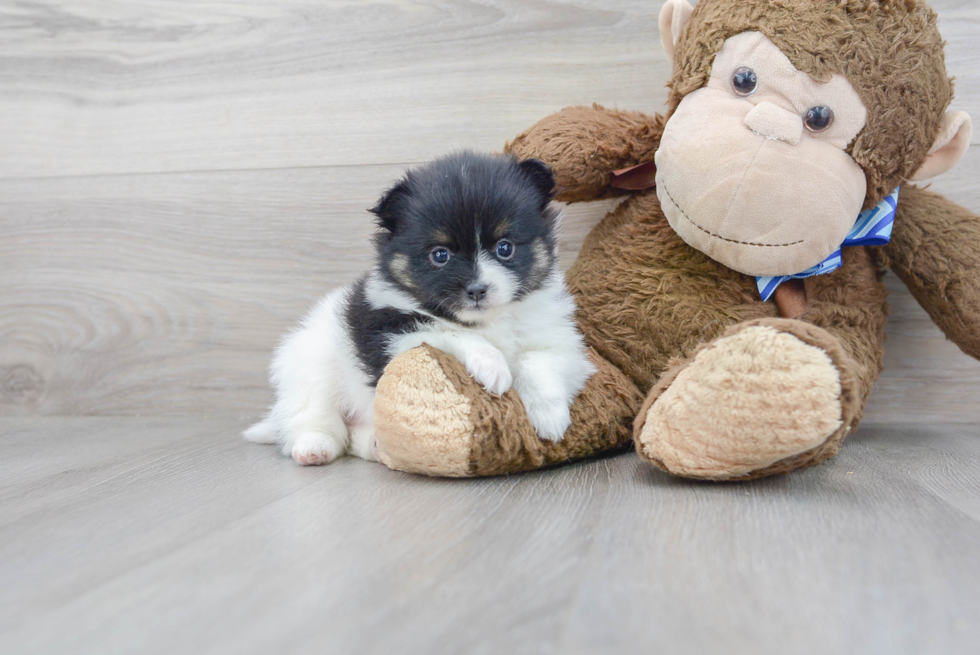 Meet Fantasia - our Pomeranian Puppy Photo 2/3 - Premier Pups