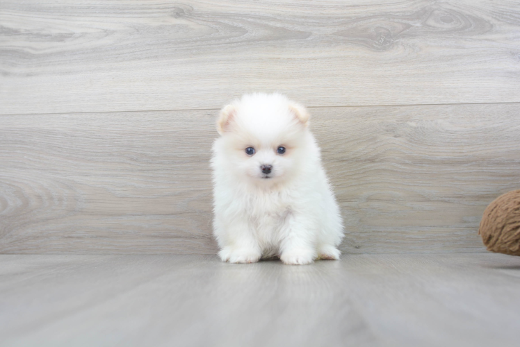 Meet Finny - our Pomeranian Puppy Photo 1/4 - Premier Pups