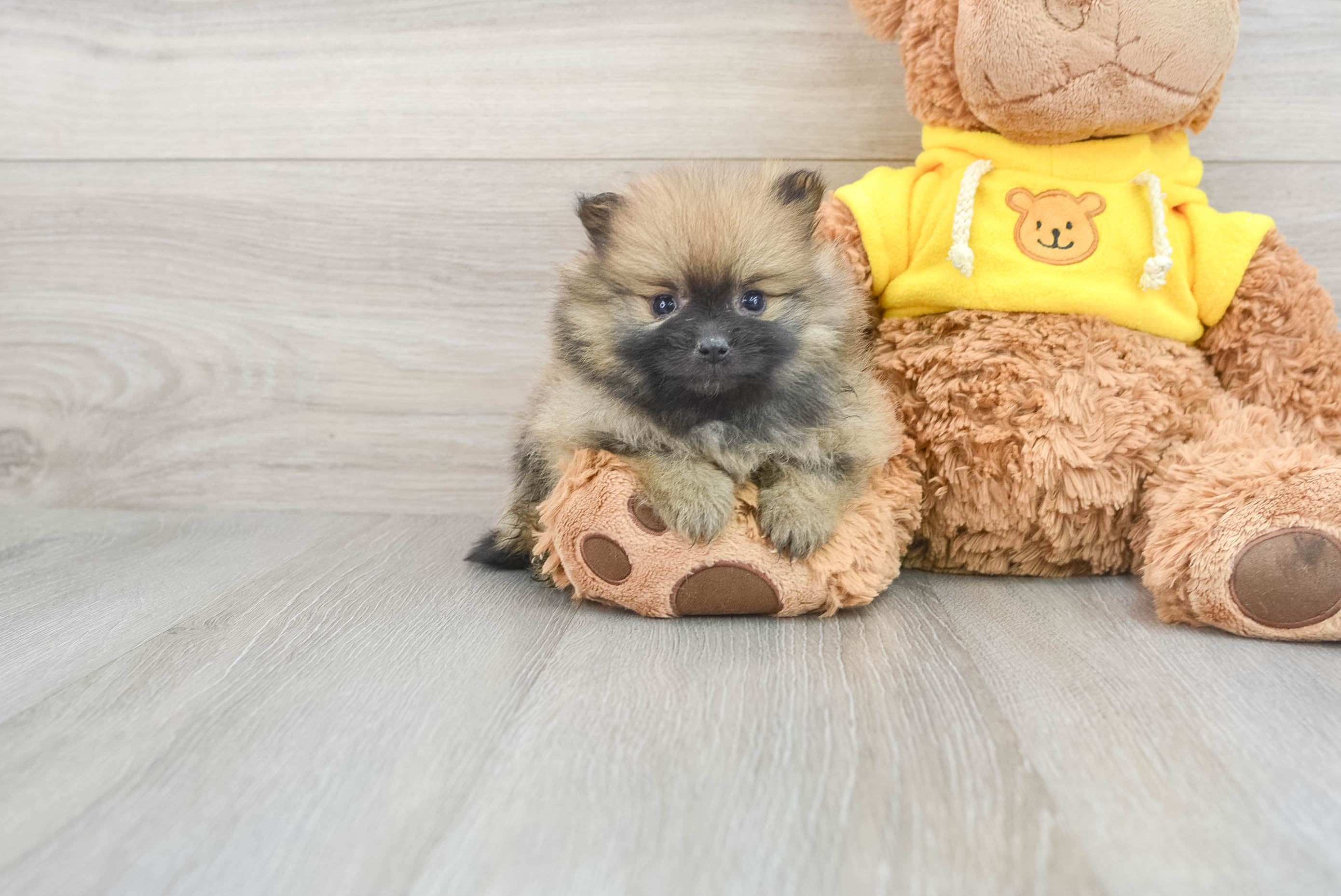 Premier pomeranians hot sale