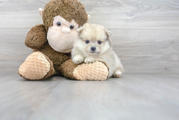 Meet Fluffy - our Pomeranian Puppy Photo 1/3 - Premier Pups
