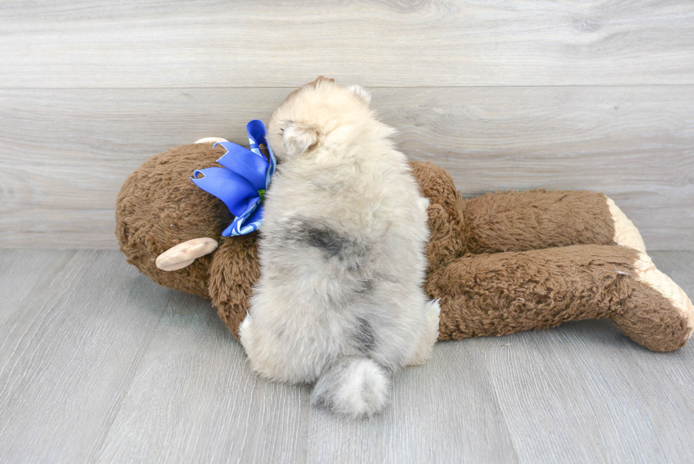 Meet Fluffy - our Pomeranian Puppy Photo 3/3 - Premier Pups
