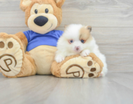 9 week old Pomeranian Puppy For Sale - Premier Pups