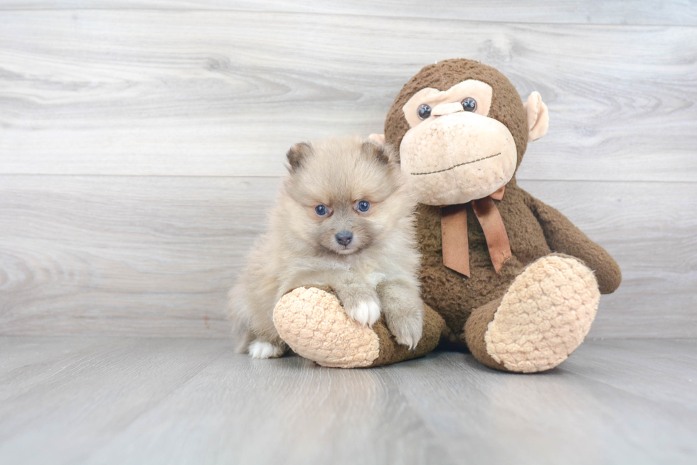 Popular Pomeranian Baby