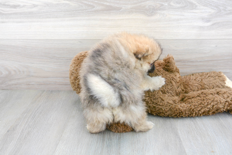 Meet Franco - our Pomeranian Puppy Photo 3/3 - Premier Pups