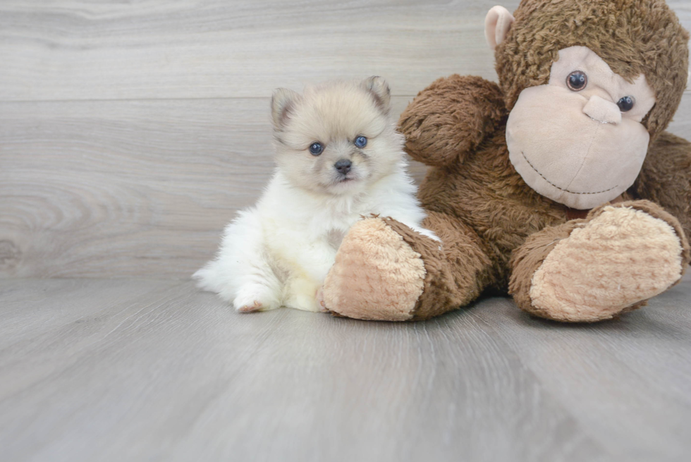 Meet Franco - our Pomeranian Puppy Photo 2/3 - Premier Pups