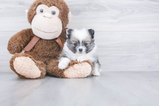 Fluffy Pomeranian Purebred Puppy