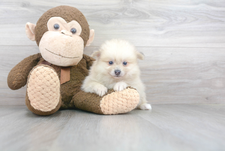 Meet Giorgio - our Pomeranian Puppy Photo 1/2 - Premier Pups