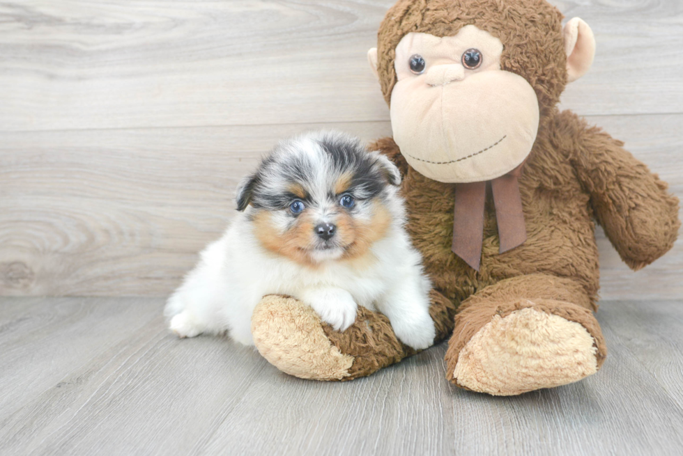 Meet Giorgio - our Pomeranian Puppy Photo 1/3 - Premier Pups