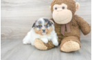 Meet Giorgio - our Pomeranian Puppy Photo 1/3 - Premier Pups