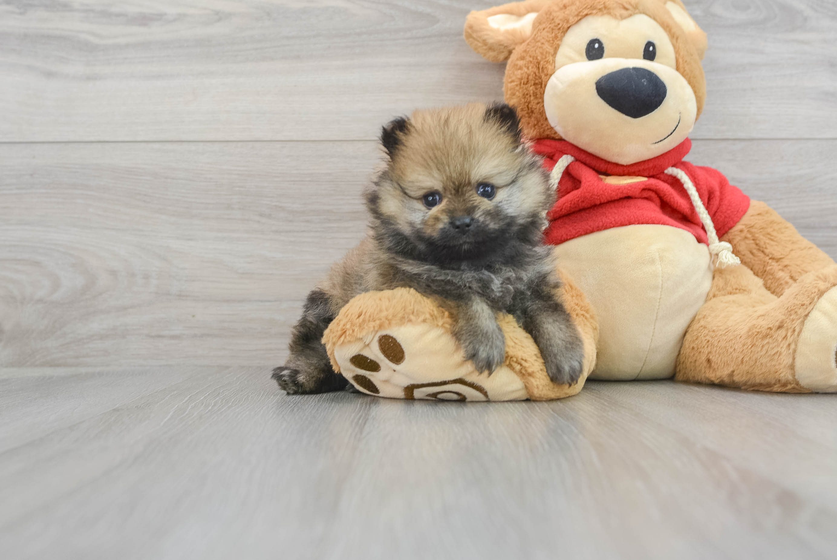 Buy pomeranian 2024 puppy near me