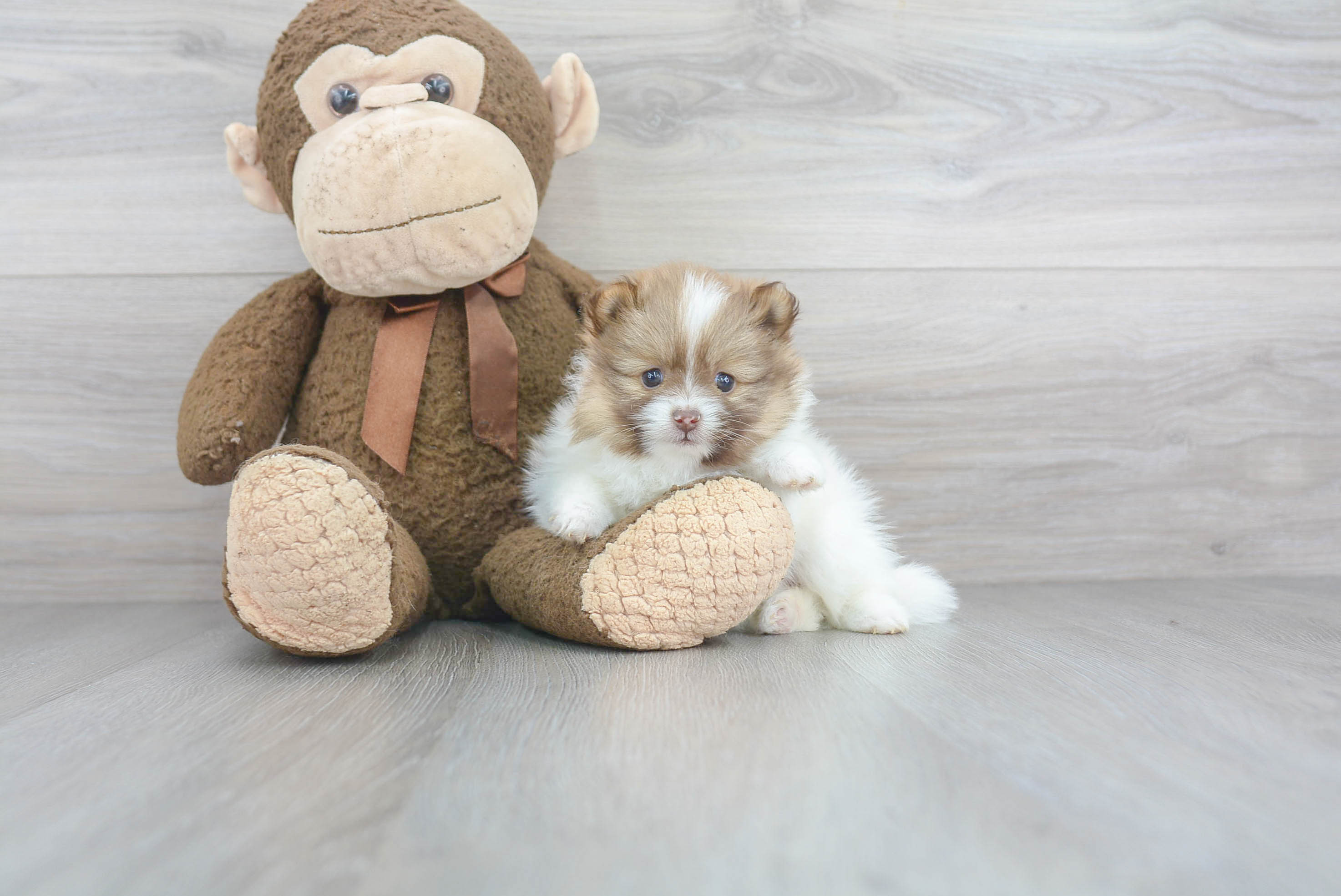 hawaiian teddy bear puppies