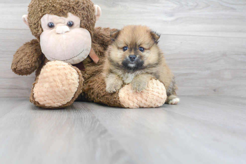Meet Tru - our Pomeranian Puppy Photo 1/3 - Premier Pups