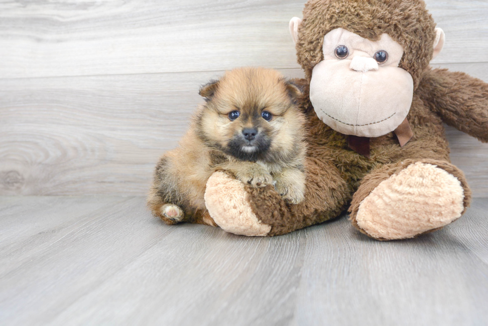 Meet Tru - our Pomeranian Puppy Photo 2/3 - Premier Pups