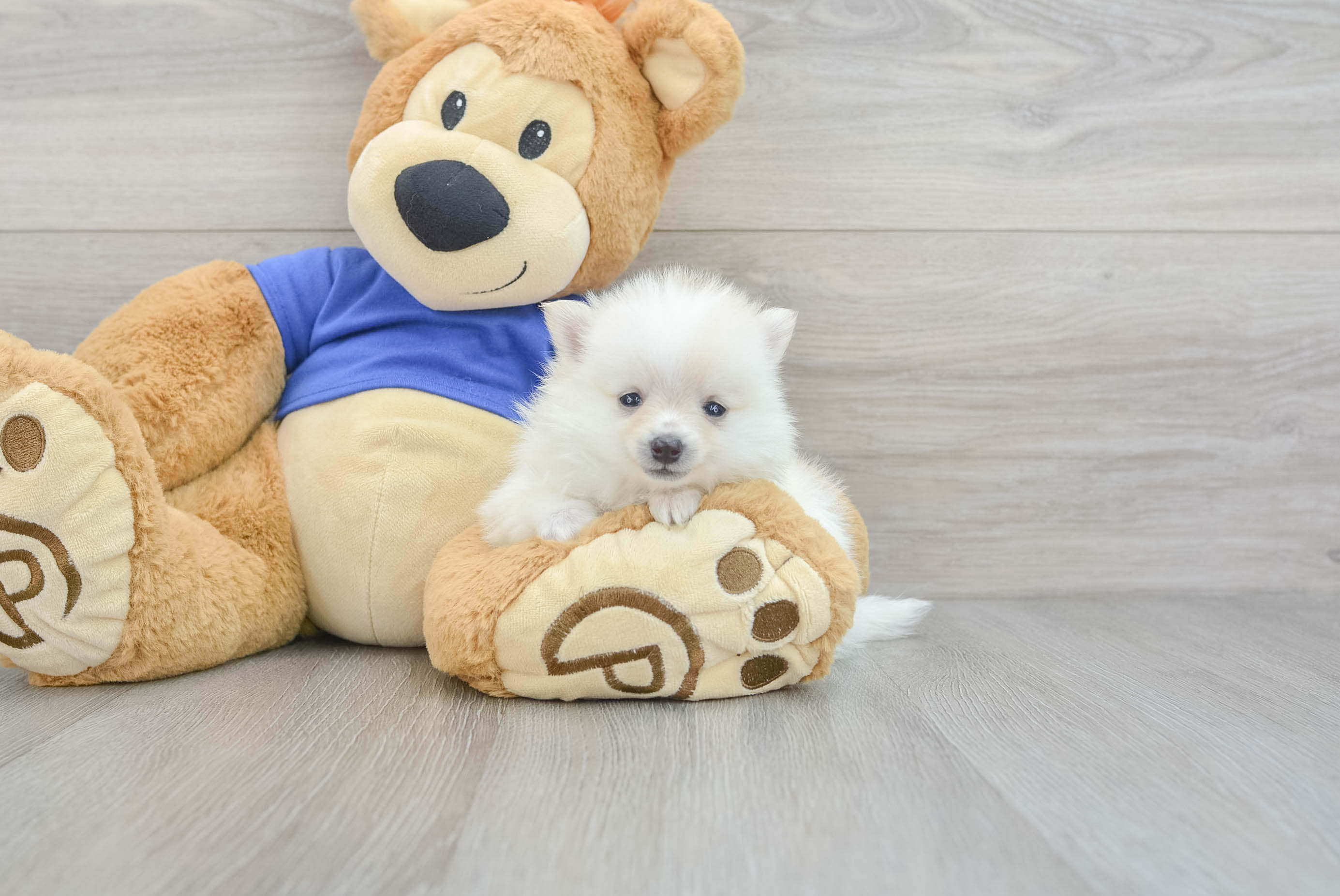 Pomeranian teddy bear dog for clearance sale