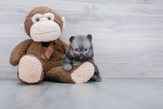 Cute Pomeranian Purebred Puppy