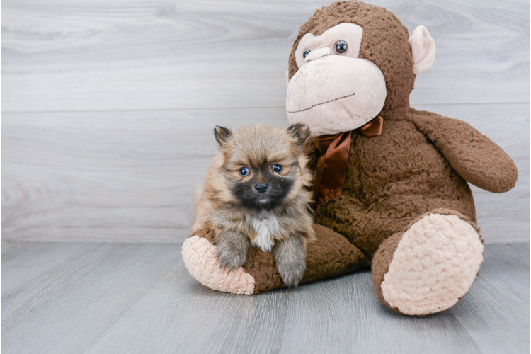 TEACUP POMERANIAN PUPPY