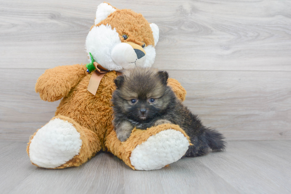 what should i feed my 8 week old pomeranian puppy