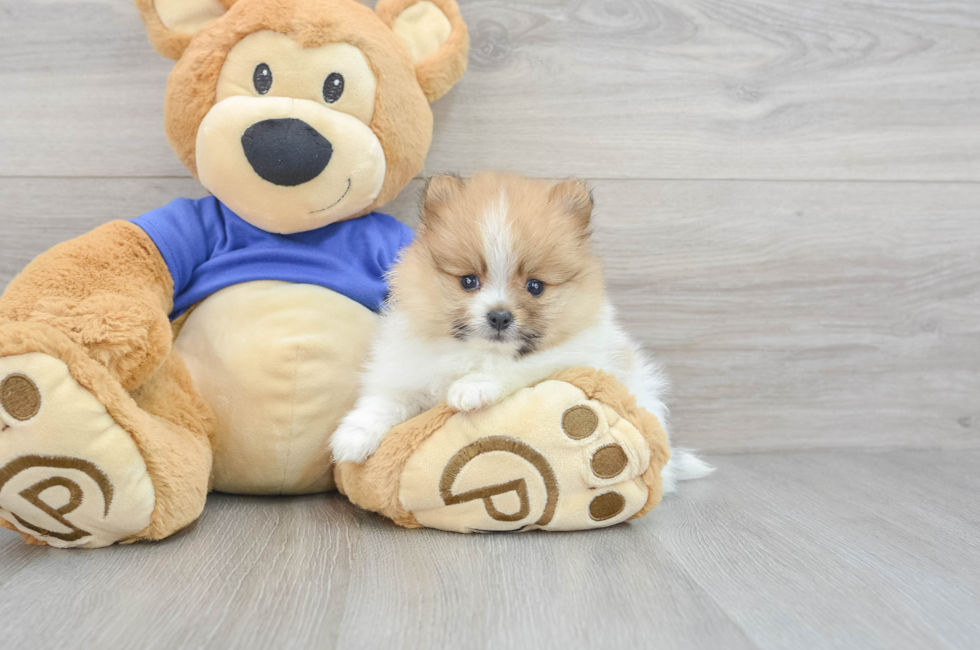 5 week old Pomeranian Puppy For Sale - Premier Pups