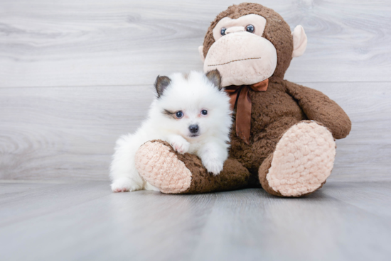 Sweet Pomeranian Purebred Puppy