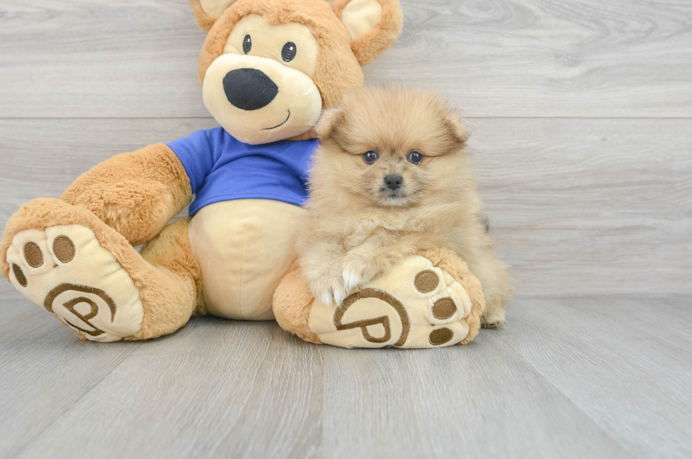 6 week old Pomeranian Puppy For Sale - Premier Pups