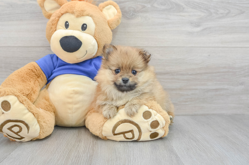 5 week old Pomeranian Puppy For Sale - Premier Pups