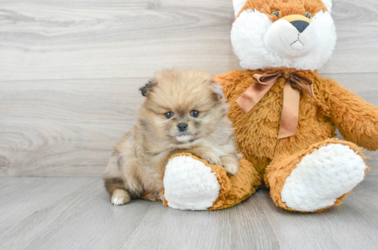 teacup pomeranian puppies