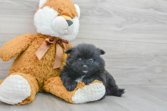Playful Pomeranian Baby