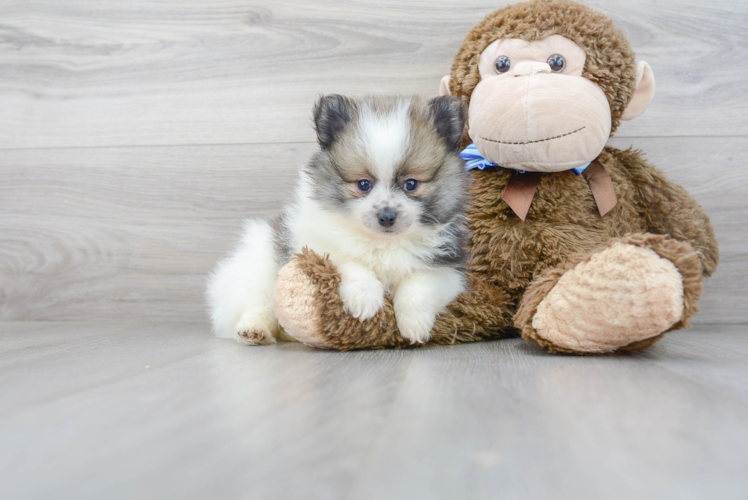 Meet Kevin - our Pomeranian Puppy Photo 2/3 - Premier Pups