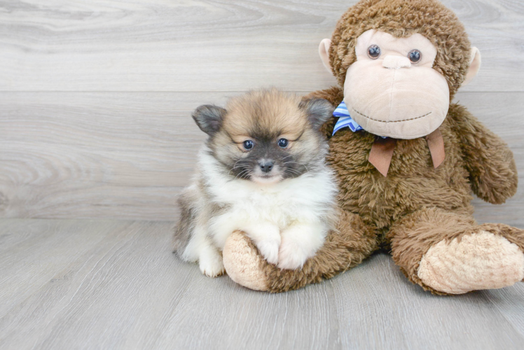 Meet Kirby - our Pomeranian Puppy Photo 1/3 - Premier Pups