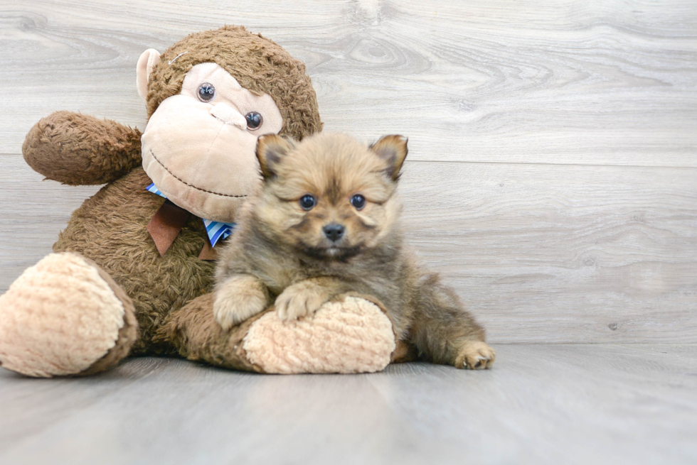 Meet Cocoa - our Pomeranian Puppy Photo 1/3 - Premier Pups