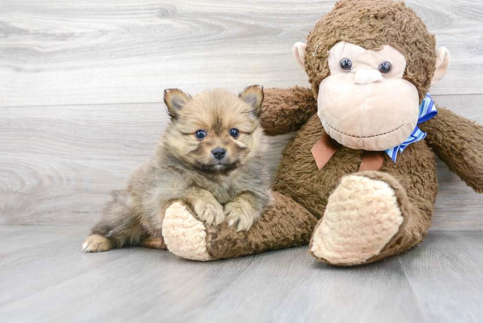 Meet Cocoa - our Pomeranian Puppy Photo 2/3 - Premier Pups