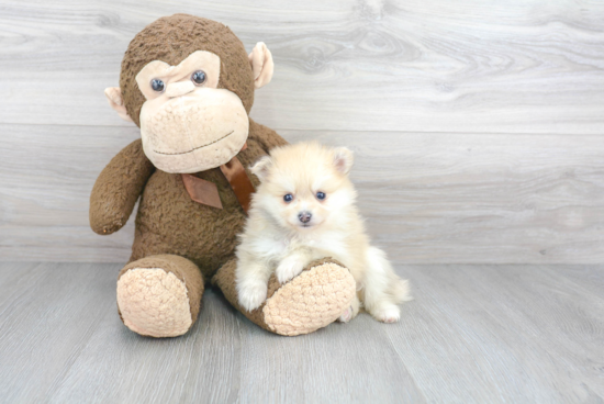 Sweet Pomeranian Purebred Puppy